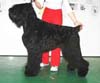 Тамерлан Хан для Сибирского Медведя: Увеличить